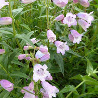 Galane Stapleford Gem - Penstemon stapleford gem - Gartenpflanzen