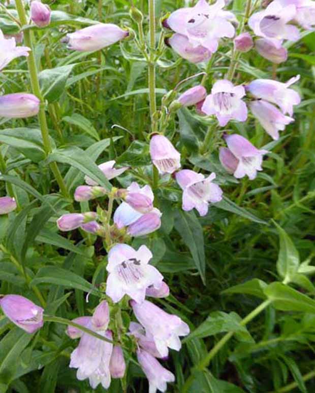 Galane Stapleford Gem - Penstemon stapleford gem - Gartenpflanzen