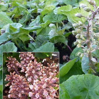 Große Pestwurz - Petasites hybridus - Gartenpflanzen