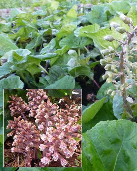 Große Pestwurz - Petasites hybridus - Gartenpflanzen