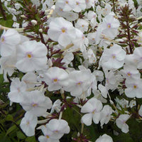 Phlox Avalanche Gefleckter Phlox Schneelawine - Phlox maculata schneelawine - Gartenpflanzen