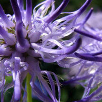 Phyteuma scheuchzeri Scheuchzers Rapunzel - Phyteuma scheuchzeri - Gartenpflanzen