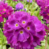 Gezackte Primel Rubin - Primula denticulata rubin - Gartenpflanzen