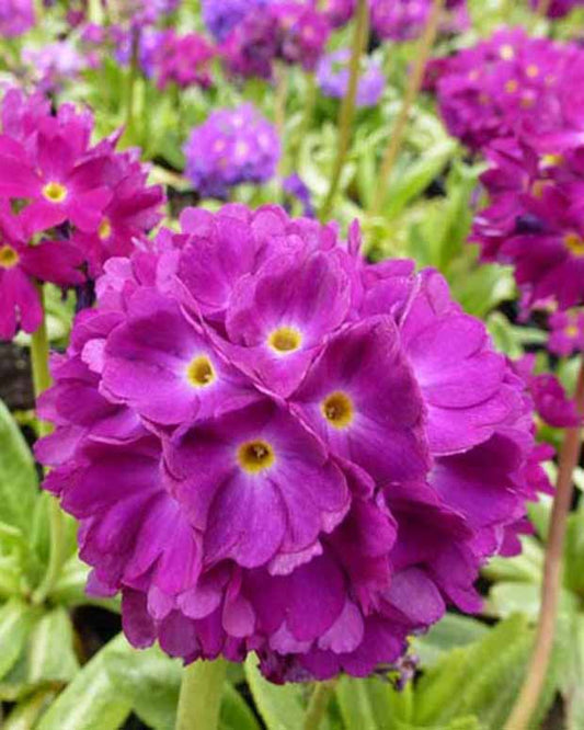 Gezackte Primel Rubin - Primula denticulata rubin - Gartenpflanzen