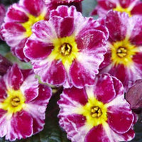 Primel Dark Rosaleen - Primula dark rosaleen - Gartenpflanzen