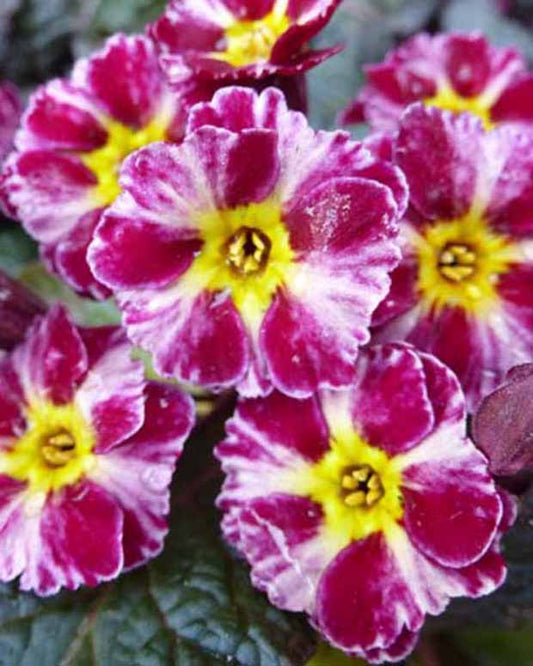 Primel Dark Rosaleen - Primula dark rosaleen - Gartenpflanzen