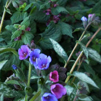 Samurai-Lunge - Pulmonaria samurai - Gartenpflanzen