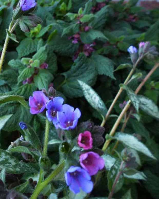 Samurai-Lunge - Pulmonaria samurai - Gartenpflanzen