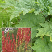 Palmen-Rhabarber - Rheum palmatum var. tanguticum - Gartenpflanzen