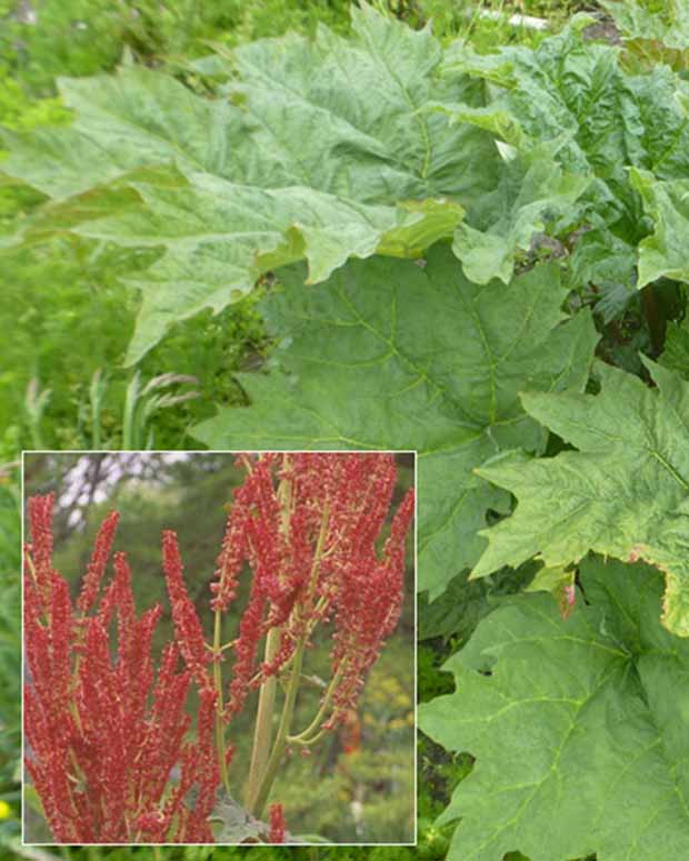 Palmen-Rhabarber - Rheum palmatum var. tanguticum - Gartenpflanzen