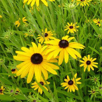 Rudbeckias speciosa - Rudbeckia fulgida speciosa - Gartenpflanzen