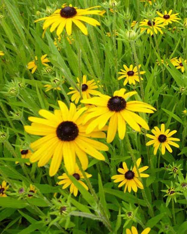 Rudbeckias speciosa - Rudbeckia fulgida speciosa - Stauden