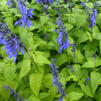 Guarani-Salbei Black and Blue - Salvia guaranitica black and blue - Gartenpflanzen