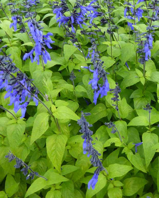 Guarani-Salbei Black and Blue - Salvia guaranitica black and blue - Gartenpflanzen