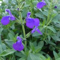 Monrovia Salbei - Salvia microphylla blue monrovia - Stauden