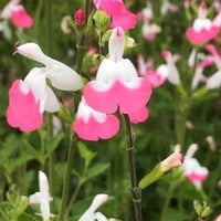 Strauch-Salbei Pink lips - Salvia microphylla jeremy pink lips - Gartenpflanzen