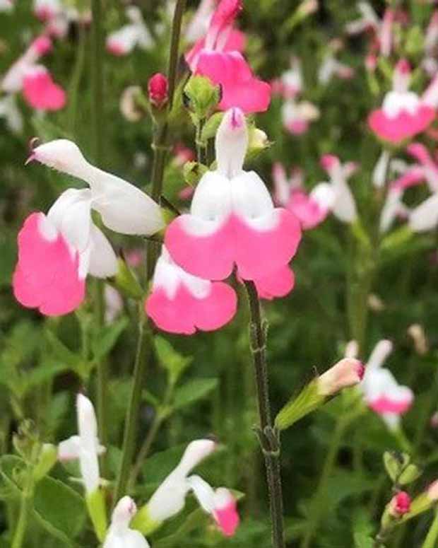 Strauch-Salbei Pink lips - Salvia microphylla jeremy pink lips - Gartenpflanzen