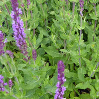 Waldsalbei Amethyst - Salvia nemorosa amethyst - Gartenpflanzen