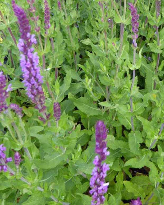 Waldsalbei Amethyst - Salvia nemorosa amethyst - Gartenpflanzen