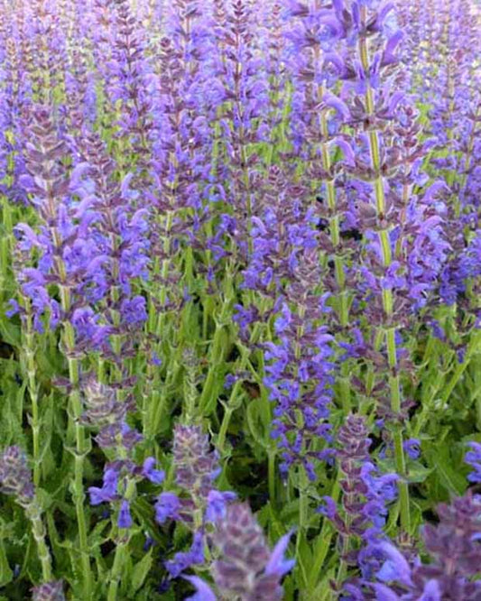 Wald-Salbei Rügen - Salvia nemorosa rügen - Gartenpflanzen