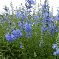 Sumpf-Salbei African Skies - Salvia uliginosa african skies - Gartenpflanzen