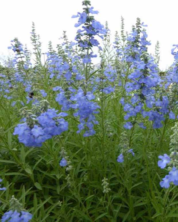 Sumpf-Salbei African Skies - Salvia uliginosa african skies - Gartenpflanzen