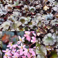 Schwarzblättriger Steinbrech Black Ruby - Saxifraga cortusifolia black ruby - Gartenpflanzen