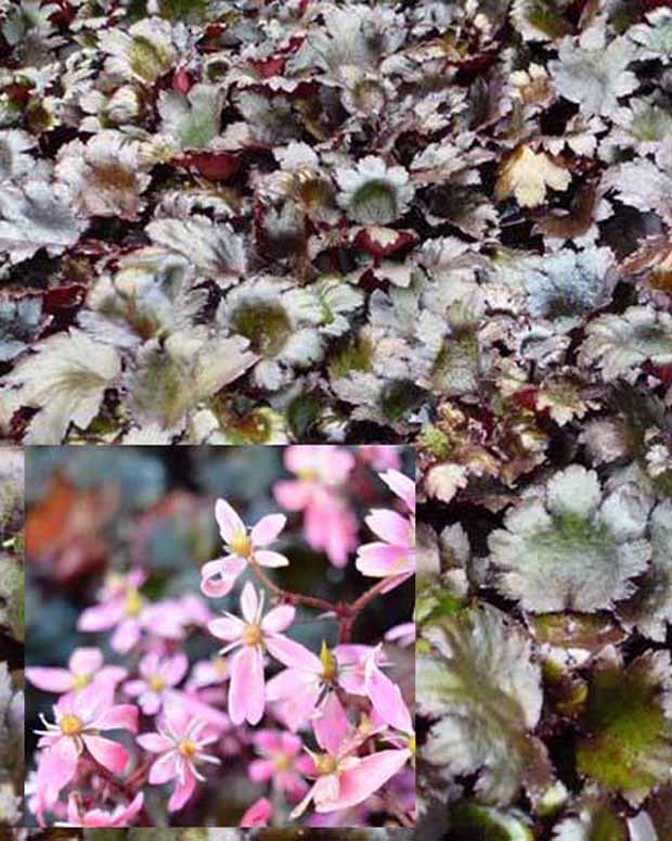 Schwarzblättriger Steinbrech Black Ruby - Saxifraga cortusifolia black ruby - Gartenpflanzen