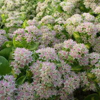 Knabenkraut Mediovariegatum Hylotelephium Variegatum - Sedum alboroseum mediovariegatum - Gartenpflanzen