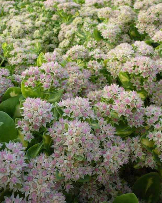 Knabenkraut Mediovariegatum Hylotelephium Variegatum - Sedum alboroseum mediovariegatum - Gartenpflanzen