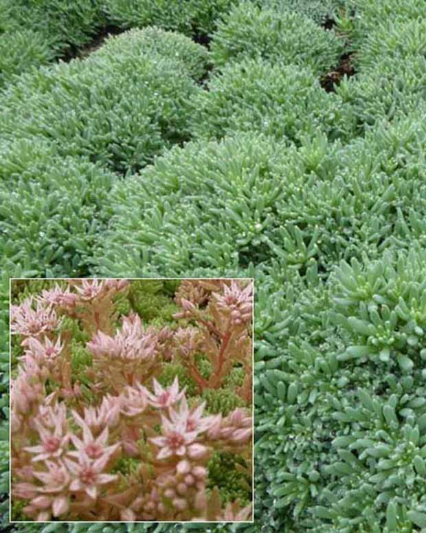 Spanisches Knabenkraut Blaugrüne Spanische Sedum PetroSedums ochroleucum - Sedum hispanicum var. minus - Gartenpflanzen