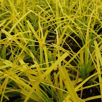 Oshima-Segge Everillo - Carex oshimensis everillo - Gartenpflanzen