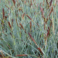 Falsche Segge-Panik - Carex panicea - Gartenpflanzen