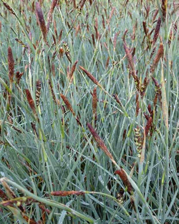 Falsche Segge-Panik - Carex panicea - Ziergräser