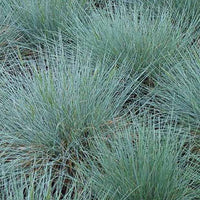 Blauschwingel Zwergenkönig - Festuca glauca zwergenkönig - Gartenpflanzen