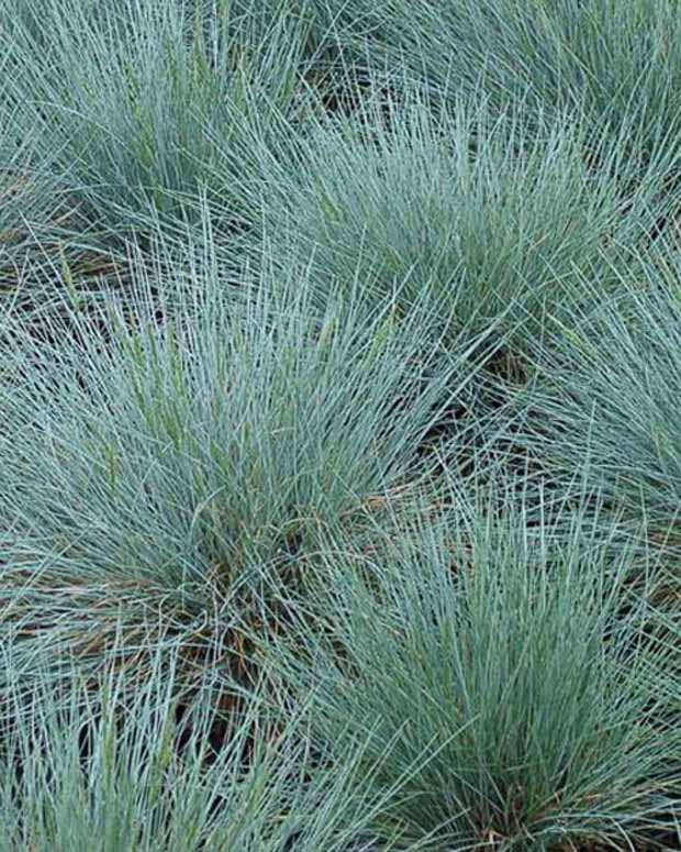 Blauschwingel Zwergenkönig - Festuca glauca zwergenkönig - Gartenpflanzen