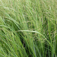 Aufgerichtetes Panikum Thundercloud - Panicum virgatum thundercloud - Gartenpflanzen