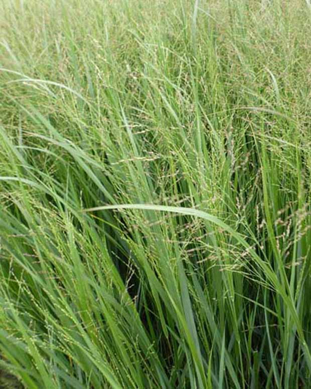 Aufgerichtetes Panikum Thundercloud - Panicum virgatum thundercloud - Gartenpflanzen