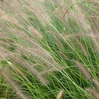 Herbstzauber Herbstgras - Pennisetum alopecuroides herbstzauber - Gartenpflanzen