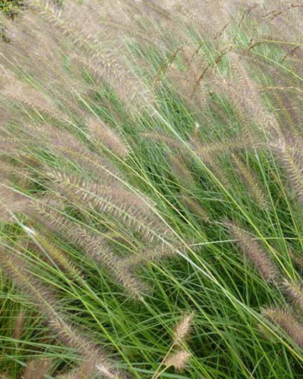 Herbstzauber Herbstgras - Pennisetum alopecuroides herbstzauber - Gartenpflanzen