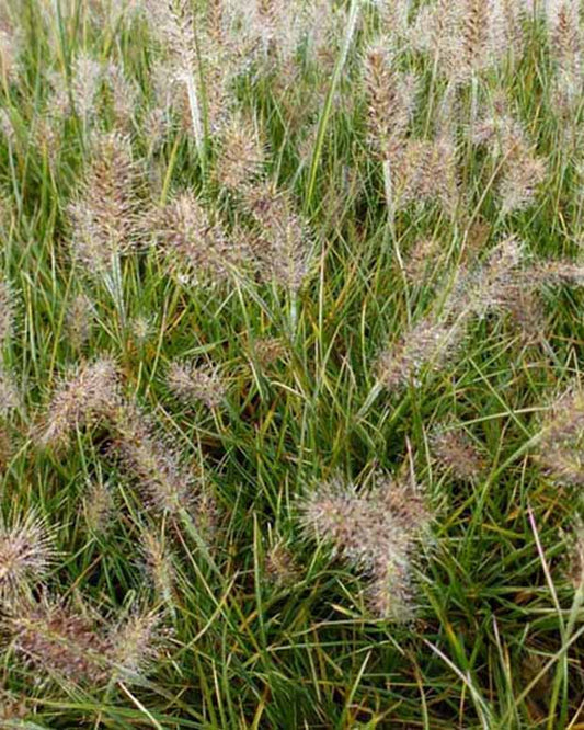 Wiesenkraut Little Honey - Pennisetum alopecuroides little honey - Gartenpflanzen