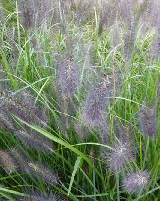 National Arboretum Abstrichgras - Pennisetum alopecuroides national arboretum - Gartenpflanzen