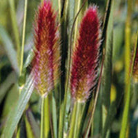 Thunberg Red Buttons Gras - Pennisetum thunbergii red buttons (massaicum) - Gartenpflanzen
