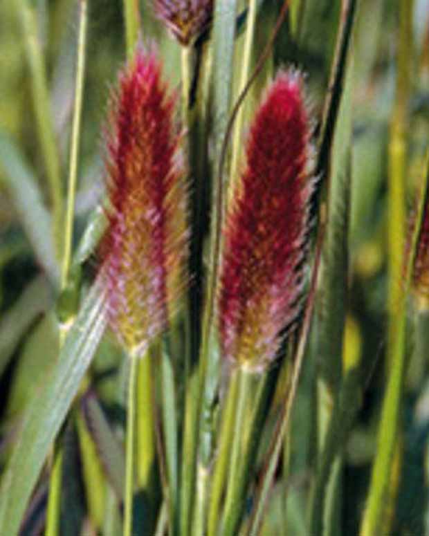 Thunberg Red Buttons Gras - Pennisetum thunbergii red buttons (massaicum) - Ziergräser