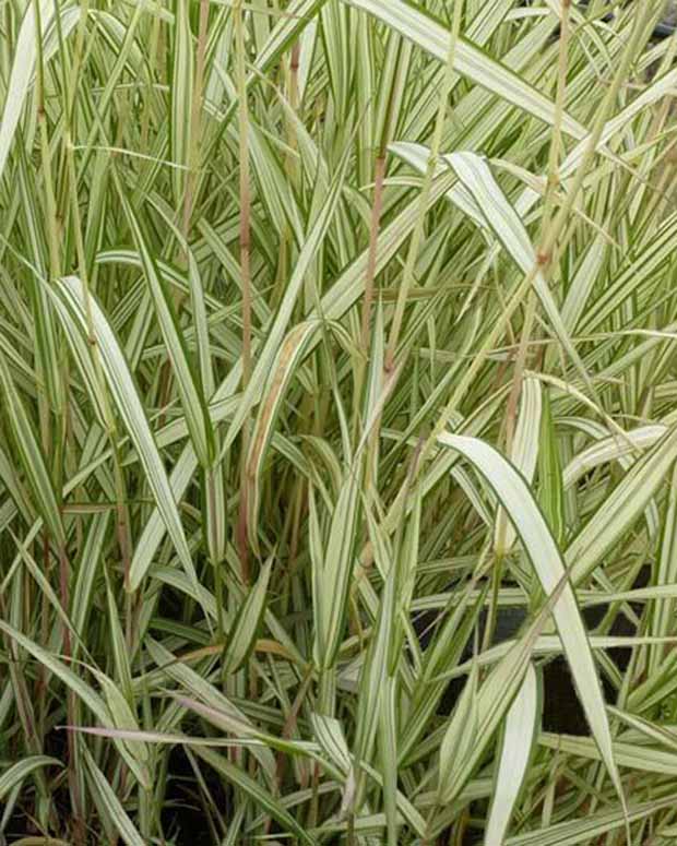 Panaschiertes Hirtenband Baldingère faux-roseseau Feesey - Phalaris arundinacea feesey - Ziergräser