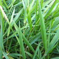 Phalaris-Schilfrohr Baldingere - Phalaris arundinacea - Gartenpflanzen