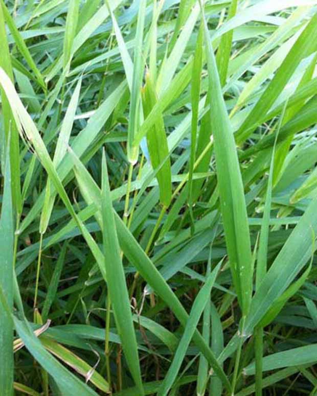 Phalaris-Schilfrohr Baldingere - Phalaris arundinacea - Gartenpflanzen