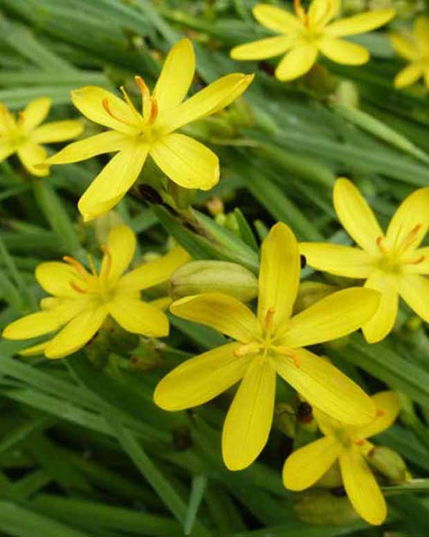 Sisyrinchiums californicum Kalifornische Bermudawurzel - Sisyrinchium californicum (brachypus) - Stauden