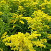 Solidages Golden Dwarf Goldene Rute Golden Dwarf Goldene Rute Goldener Zwerg - Solidago golden dwarf - Gartenpflanzen