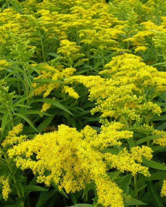 Solidages Golden Dwarf Goldene Rute Golden Dwarf Goldene Rute Goldener Zwerg - Solidago golden dwarf - Gartenpflanzen